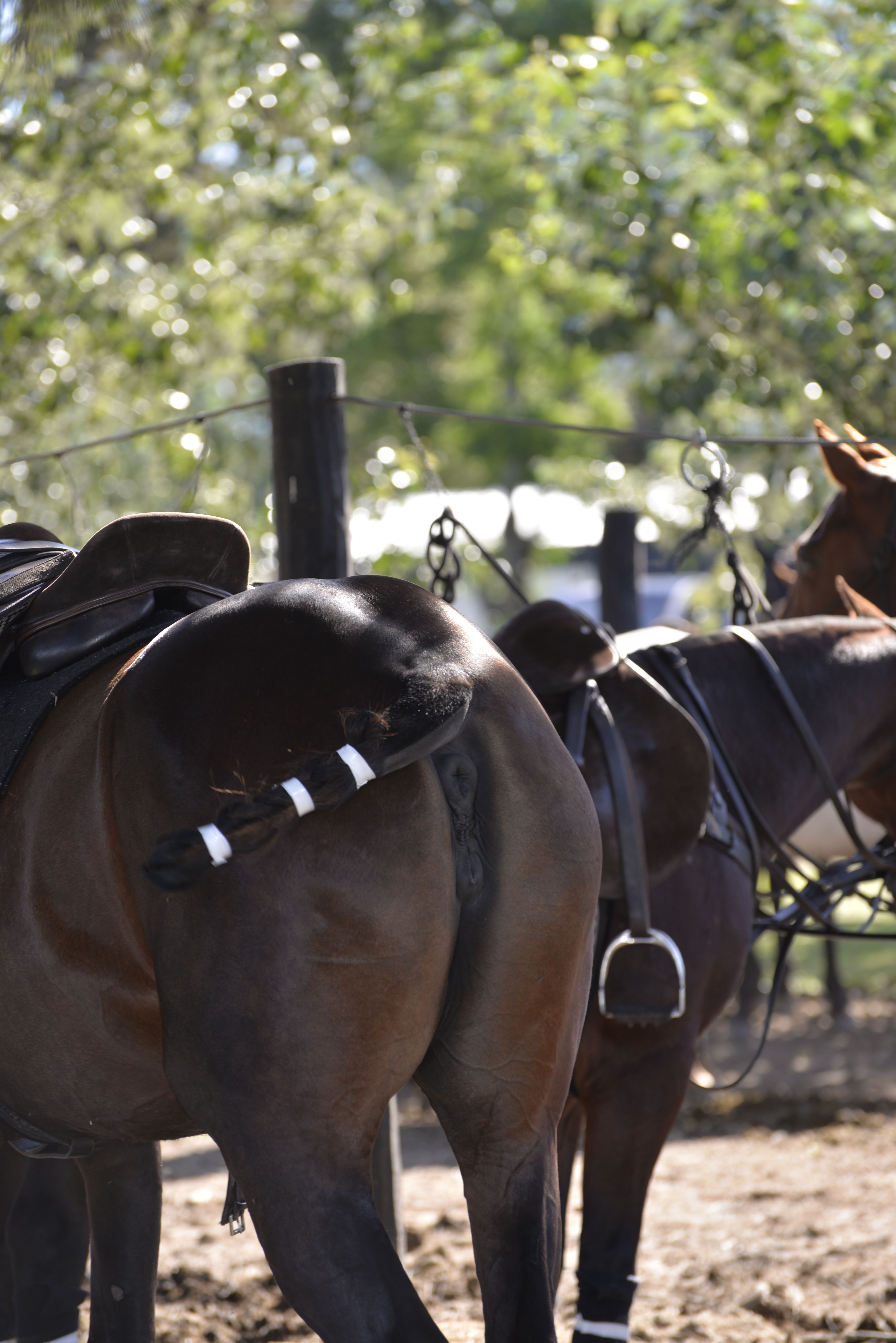 Caballos ensillados y presentados, esperando al costado de la cancha.
