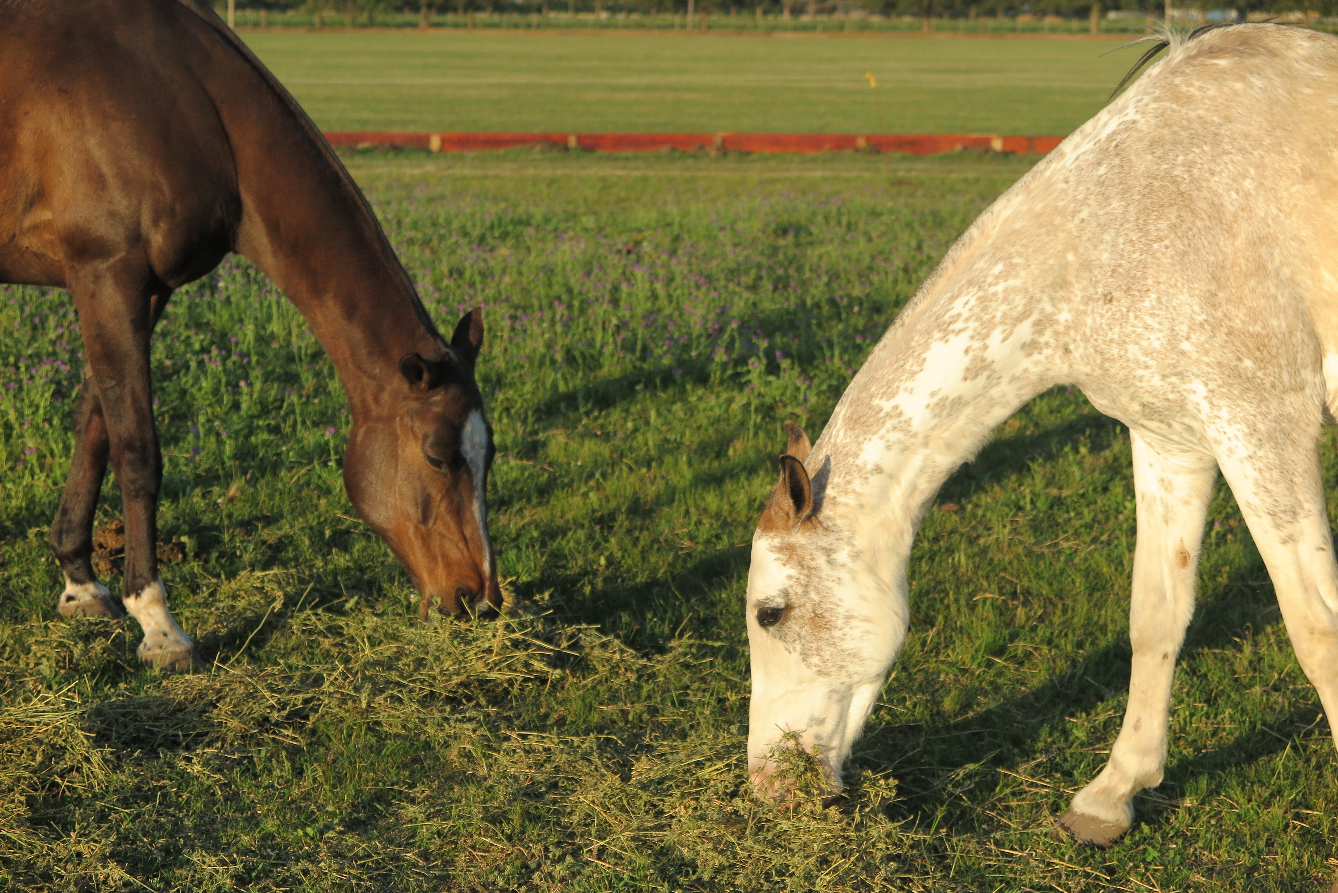 Dos caballos pastando a campo.