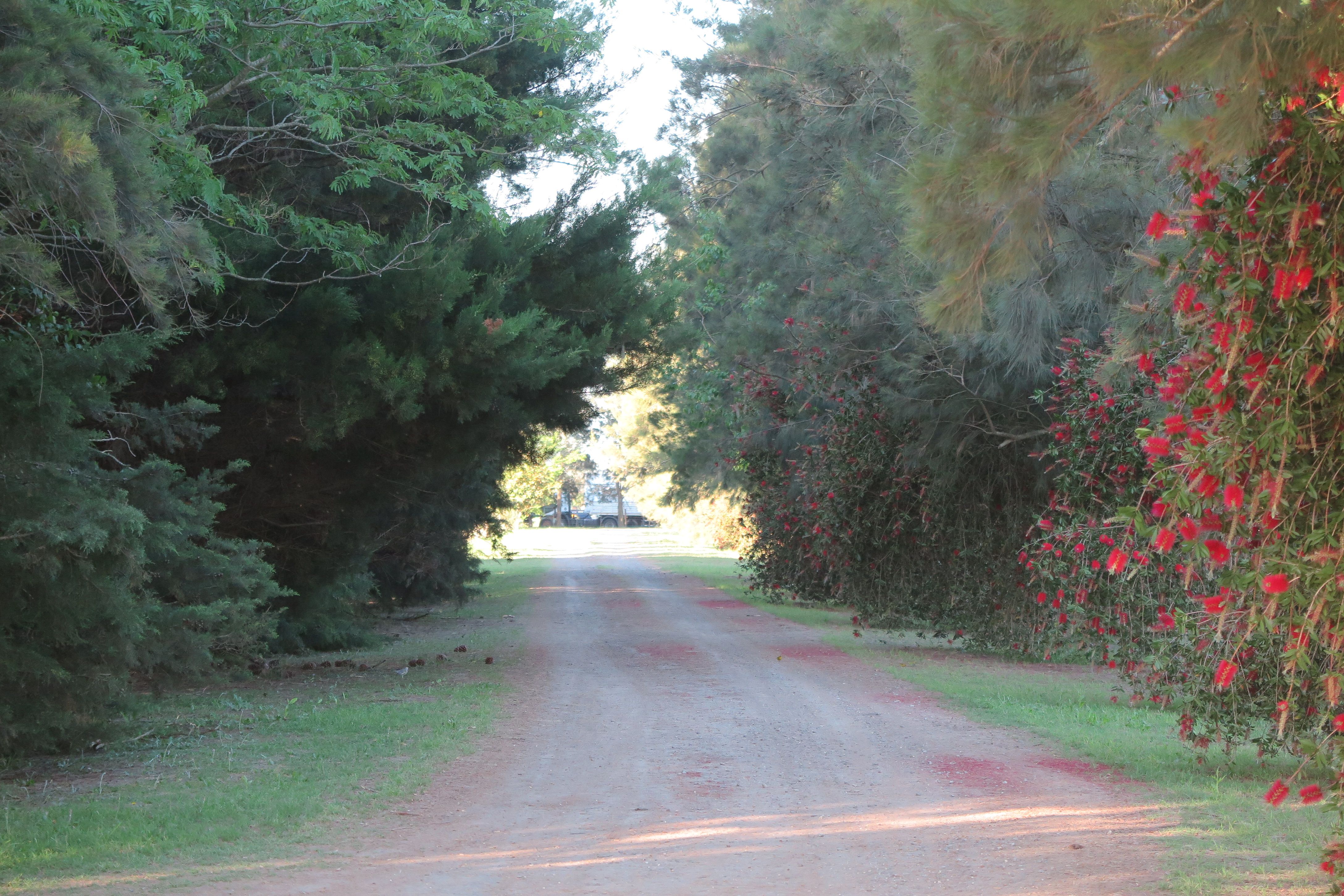 El camino de entrada al campo, entre los árboles.