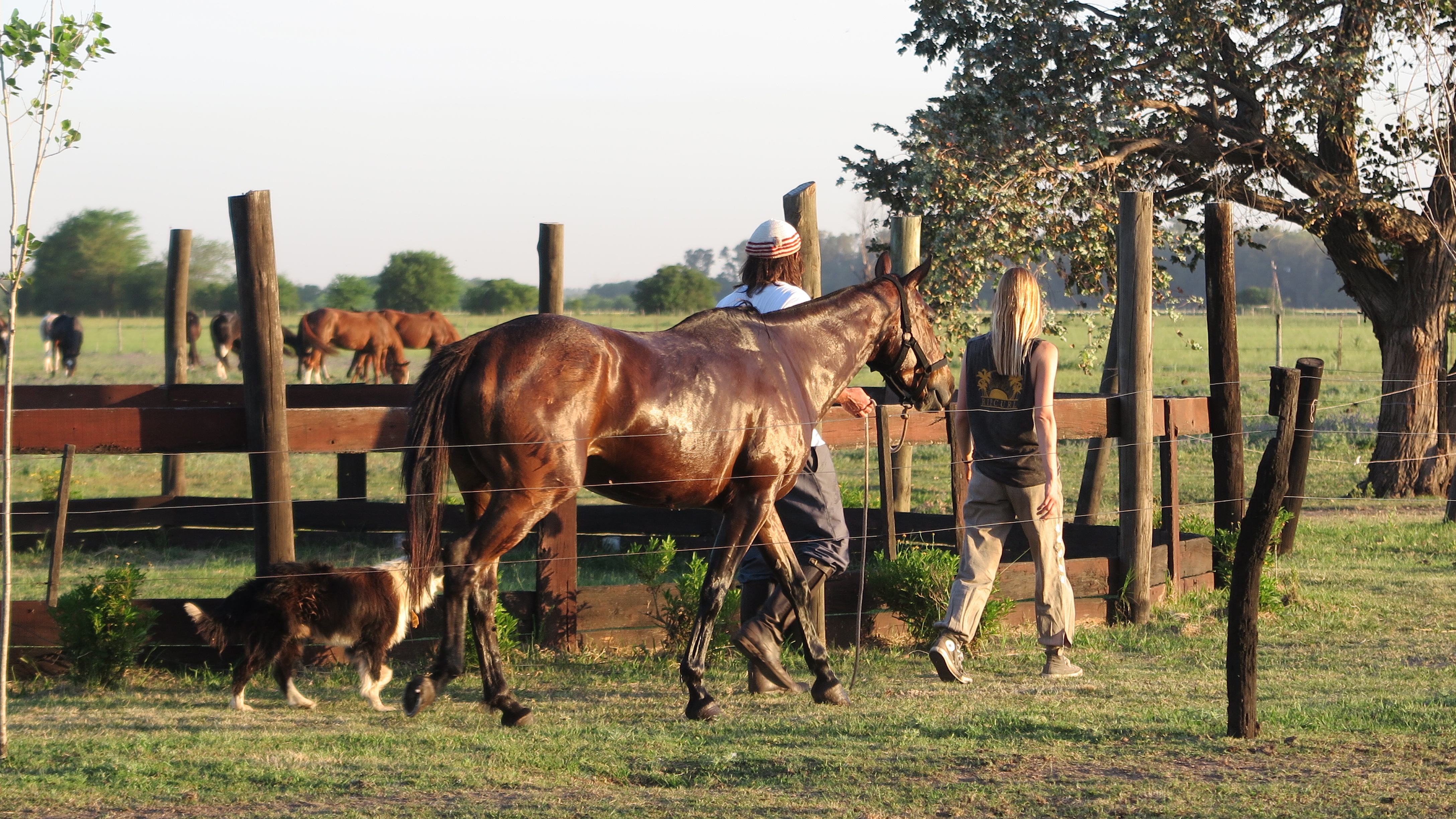 Gente del club llevando los caballos al corral al caer la tarde.