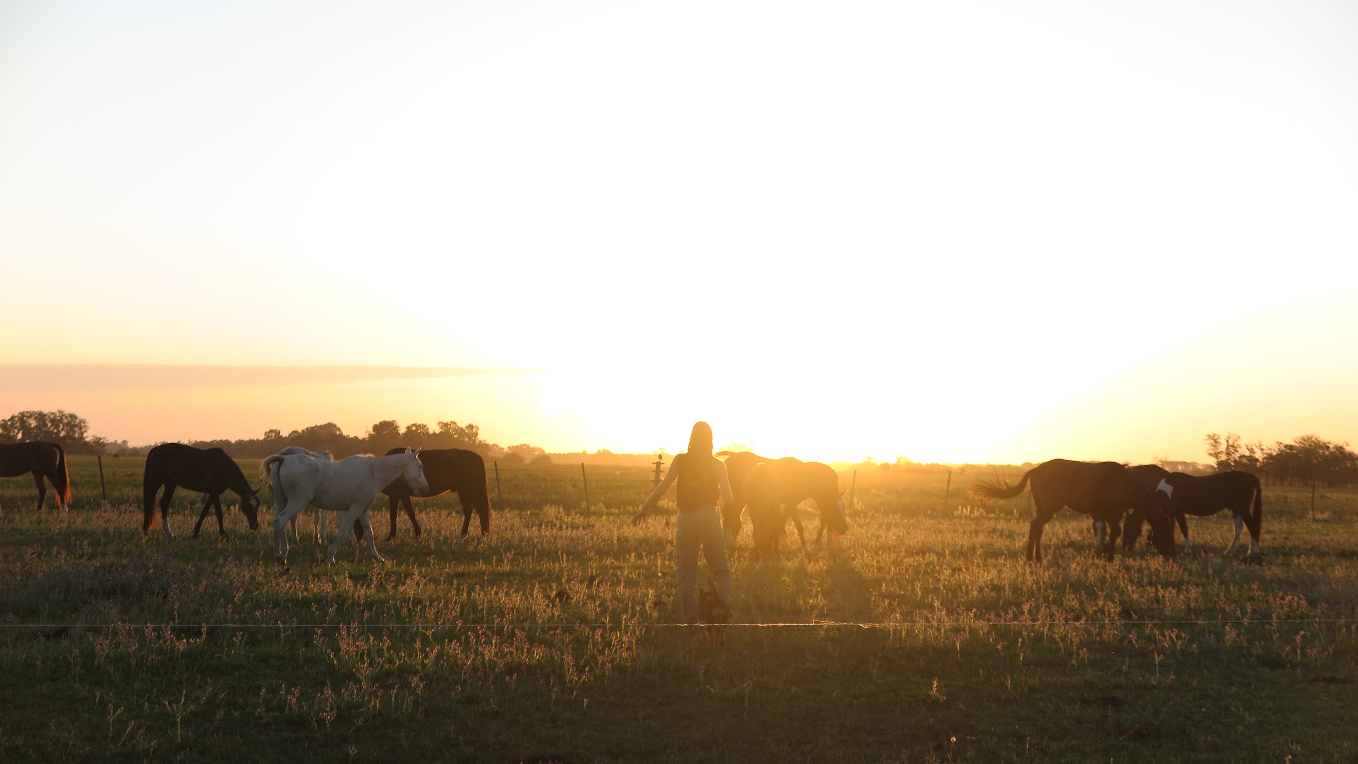 Un caballo y su cuidador en silueta contra el atardecer.